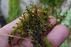 Frullania tamarisci