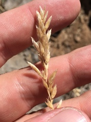 Poa cusickii
