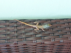 Anolis wattsii