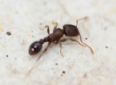 Tetramorium immigrans