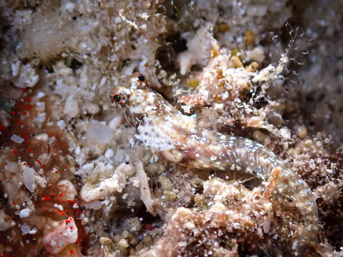 Gulf signal blenny (Emblemaria hypacanthus) — Chaenopsidae