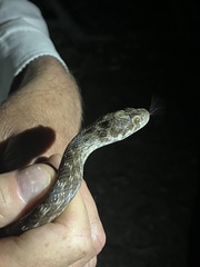 Madagascarophis colubrinus