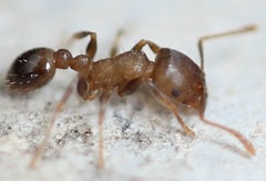 Tetramorium immigrans