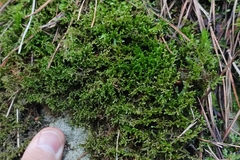 Frullania tamarisci