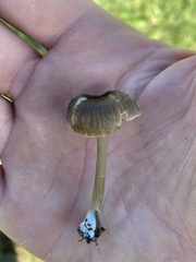 Entolomataceae
