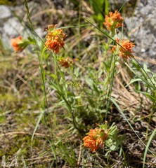 Castilleja hispida acuta