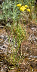 Lomatium triternatum