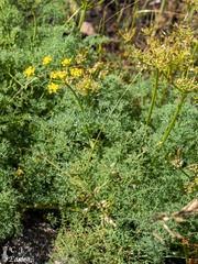 Lomatium papilioniferum