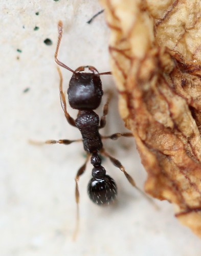 Immigrant Pavement Ant