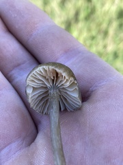 Entolomataceae