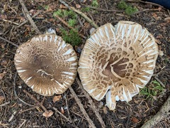Tricholoma badicephalum