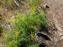 Lomatium papilioniferum