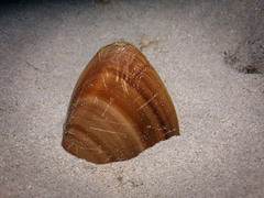 Megapitaria squalida