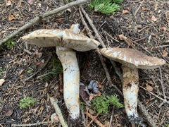Tricholoma badicephalum