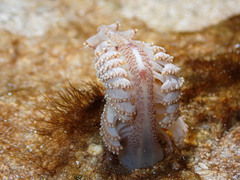 Ptilosarcus undulatus