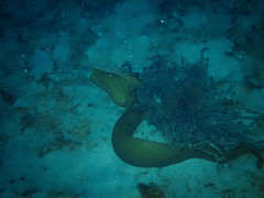 Gymnothorax castaneus