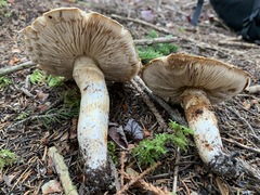 Tricholoma badicephalum