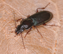 Pterostichus minor