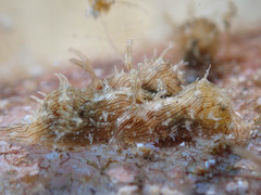 Stylocheilus rickettsi