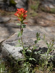 Castilleja hispida acuta