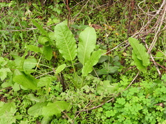 Rumex pulcher