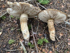 Tricholoma badicephalum