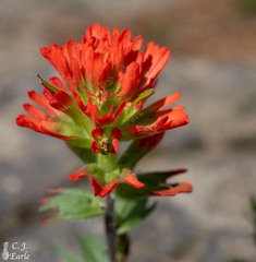 Castilleja hispida acuta
