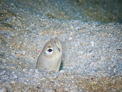 Heteroconger digueti