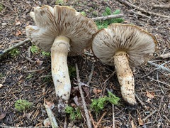 Tricholoma badicephalum