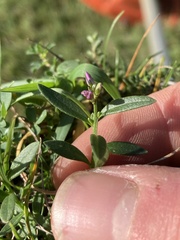 Polygala