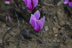 Cyclamen graecum graecum