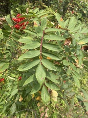 Sorbus