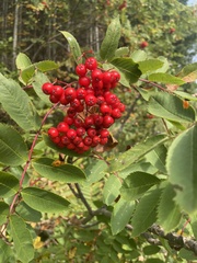 Sorbus