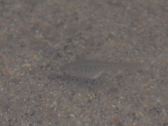 Fundulus