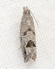 Pelochrista consobrinana