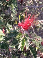 Calliandra californica