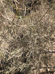 Psorothamnus schottii