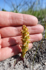 Disa pygmaea