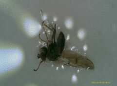 Dioxyna picciola