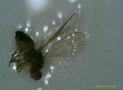 Dioxyna picciola