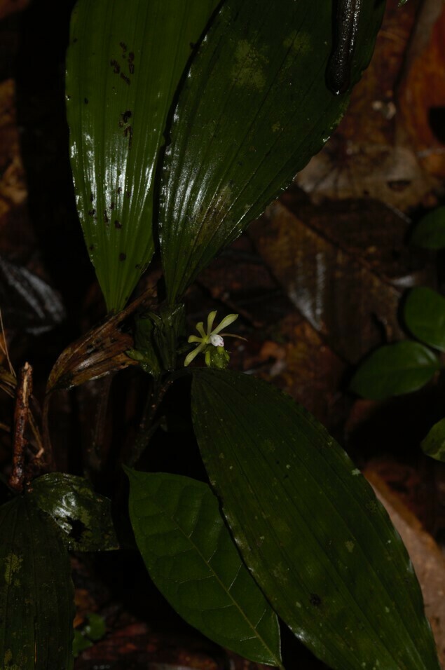 Palmorchis pabstii