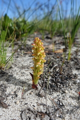 Disa pygmaea