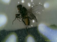 Limosininae