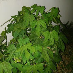 Cnidoscolus aconitifolius