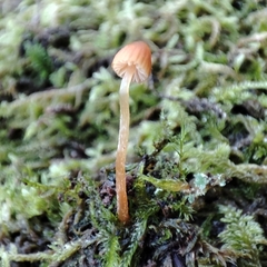 Mycena erubescens