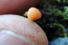 Mycena erubescens