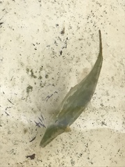 Monacanthus ciliatus