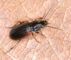 Stenolophus mixtus