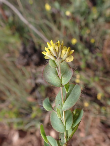Floppy Capegorse (Aspalathus perforata)