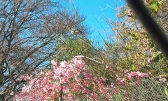 Hemiphaga novaeseelandiae